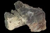 Hadrosaur (Edmontosaurus) Femur Section - Montana #100828-2